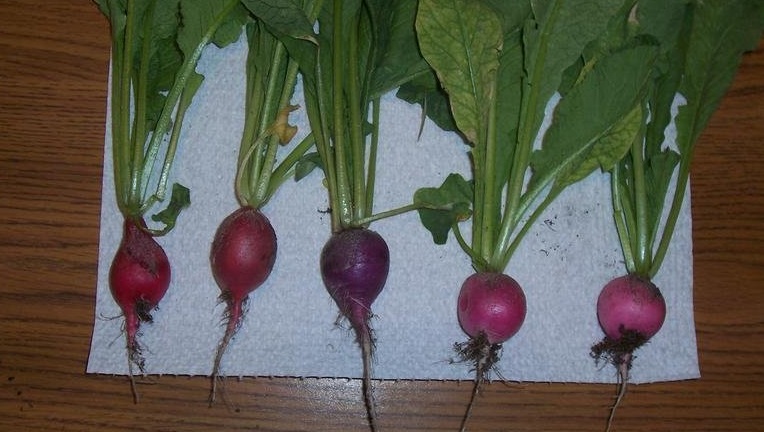 Radish Easter Egg