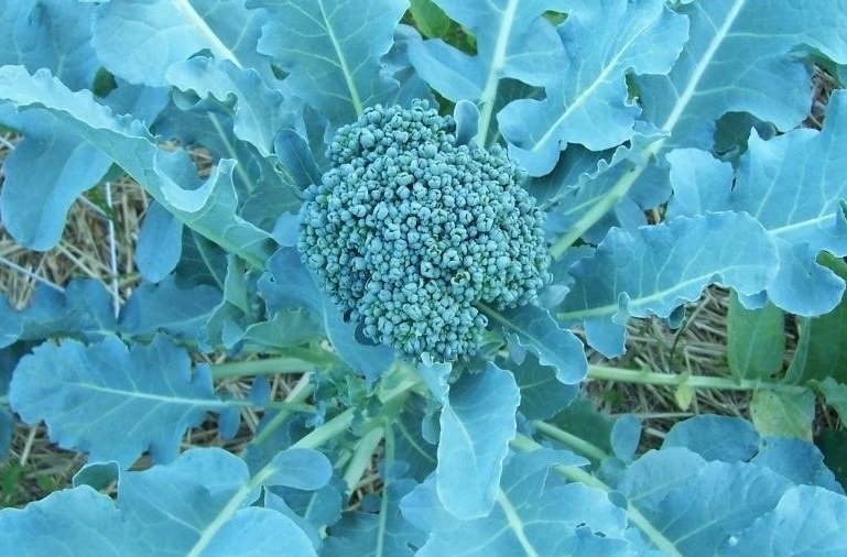 Broccoli De Cicco
