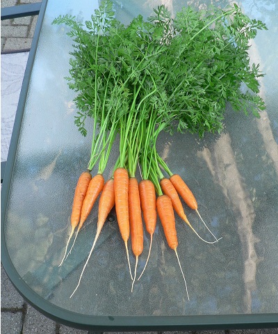 Carrot Scarlet Nantes