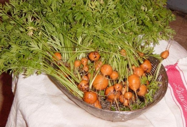 Carrot Thumbelina