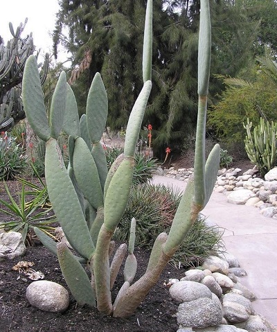Opuntia Species, Prickly Pear Cactus, Prickly Pear, Barbary Fig
