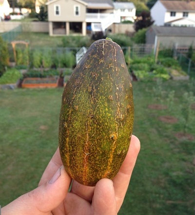Cucumber Sikkim
