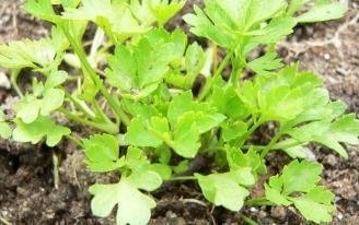 Apium, Cutting Celery, Leaf Celery, Smallage Afina