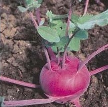 Brassica, Kohlrabi Kolibri