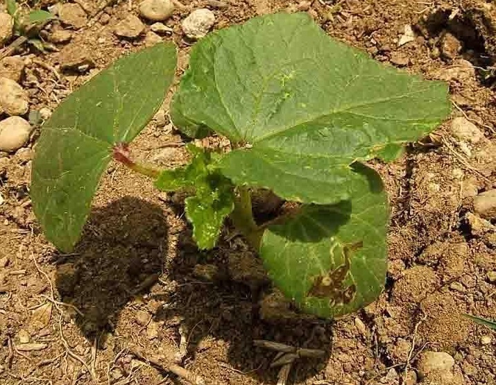 Okra Star of David