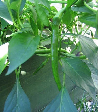 Hot Pepper Joes Long Cayenne