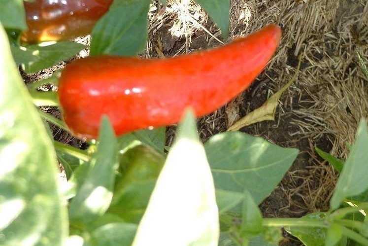 Hot Chili Pepper Fresno
