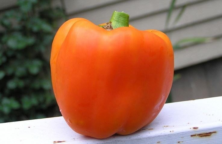 Capsicum, Bell Pepper Valencia