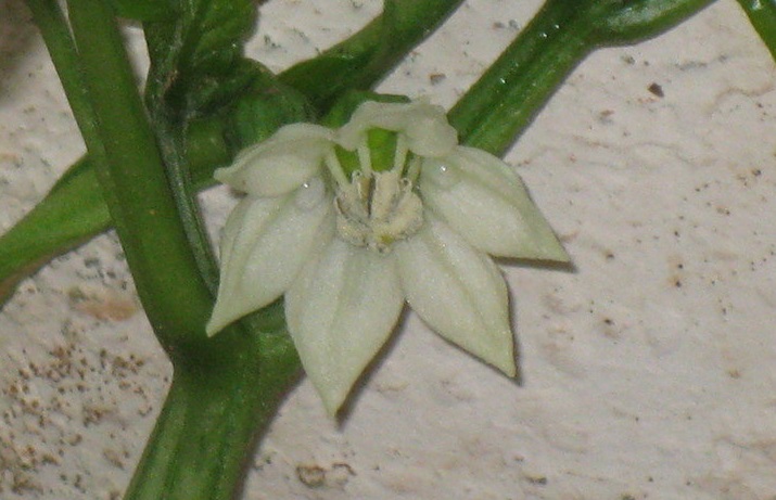 Capsicum, Bell Pepper Yolo Wonder