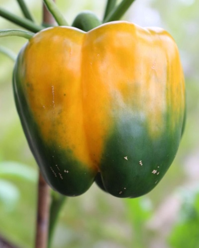 Bell Pepper Quadrato DAsti Giallo