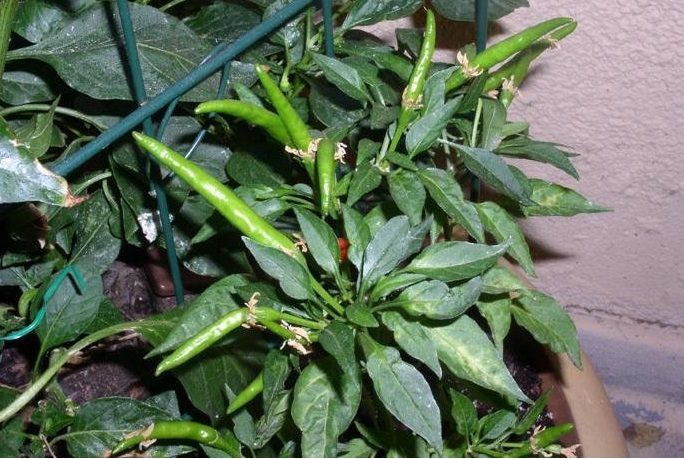 Hot Pepper Chile de Arbol