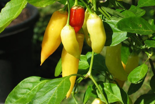 Hot Pepper Aji Crystal