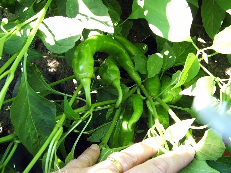 Hot Pepper Garden Salsa