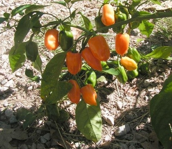 Hot Pepper Orange Scotch Bonnet