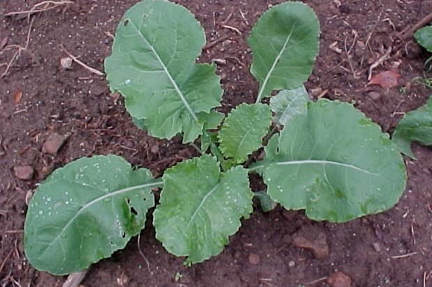Kale, Collard, Cole Vates