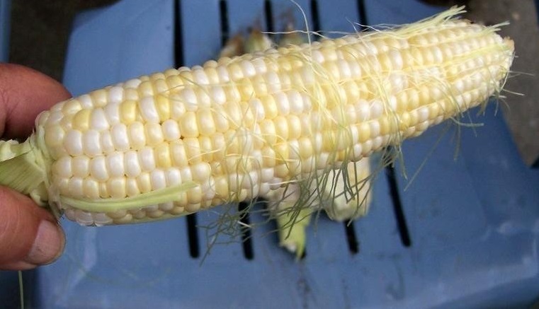 Sweet Corn Luscious
