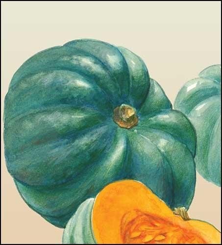 Cucurbita, Pumpkin, Winter Squash Queensland Blue