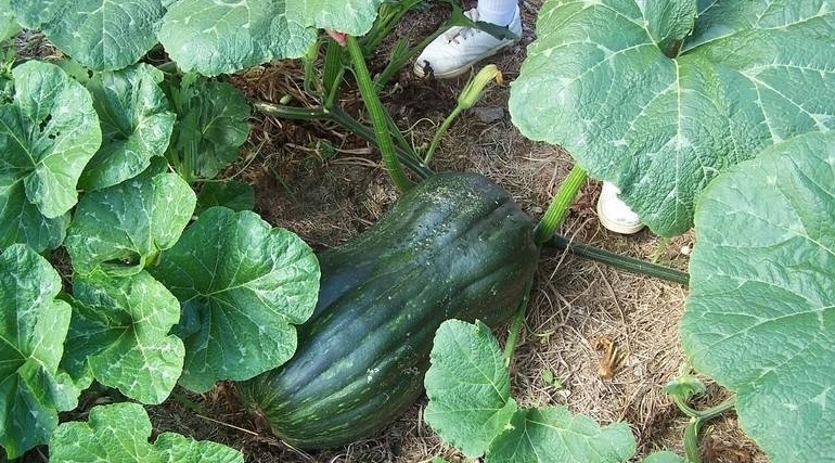 Butternut Squash, Winter Squash Long of Naples