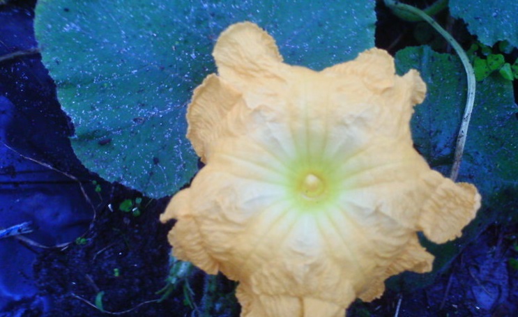 Pumpkin, Winter Squash Seminole Pumpkin
