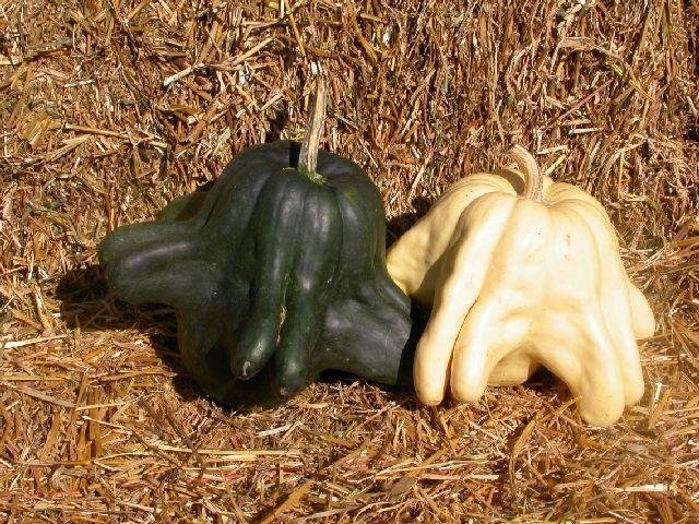 Pumpkin, Winter Squash Yugoslavian Finger Fruit