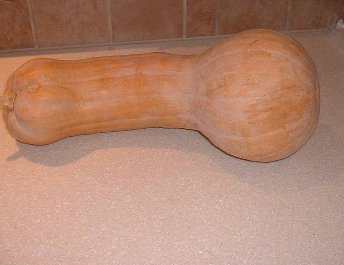 Butternut Squash, Winter Squash Rogosa Violina Gioia