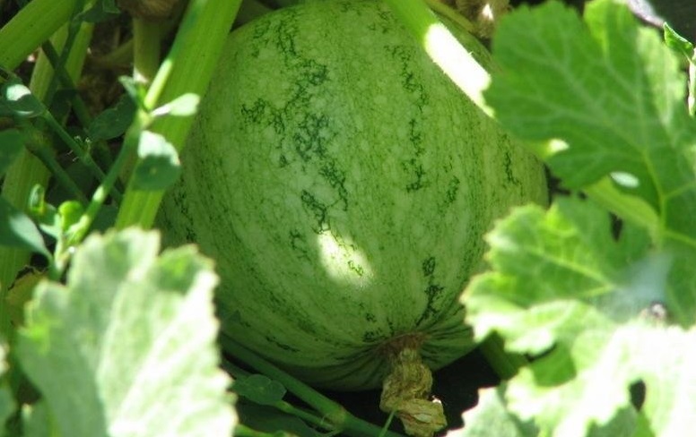 Zucchini, Courgette, Summer Squash Ronde de Nice