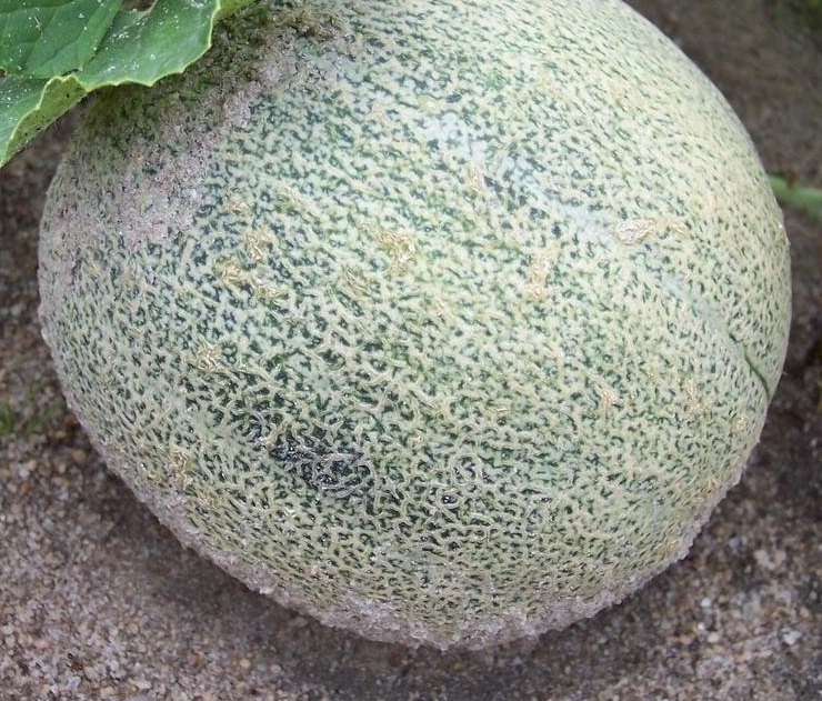 Cantaloupe Sugar Queen