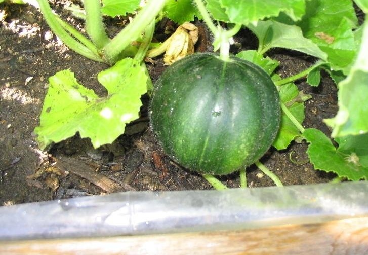 Charentais Melon Noir des Carmes
