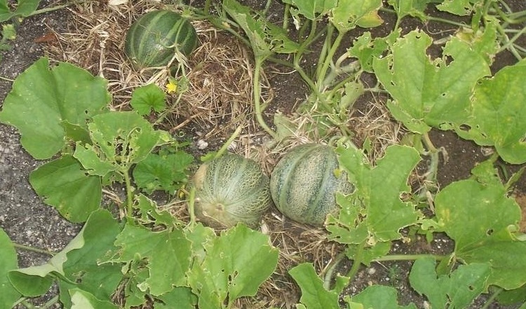 Cantaloupe Early Hanover