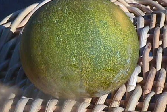 Melon Kazakh