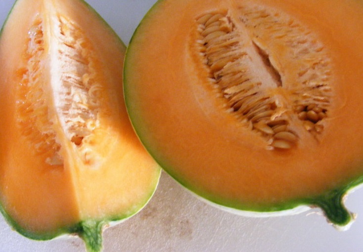Charentais Melon Savor