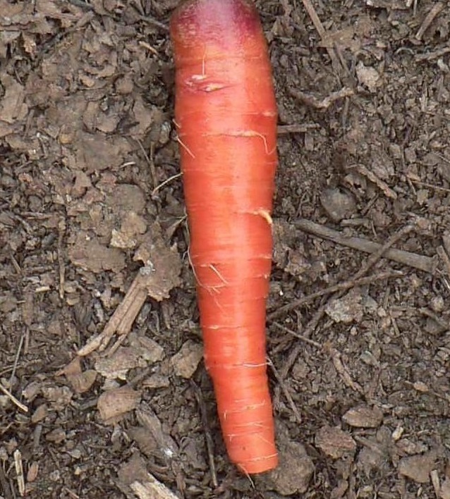 Carrot Atomic Red