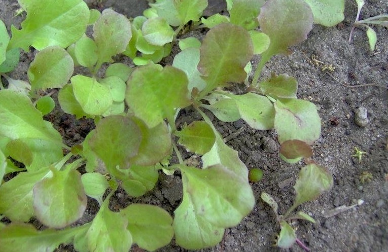 Lactuca, Loose Leaf Lettuce Red Salad Bowl
