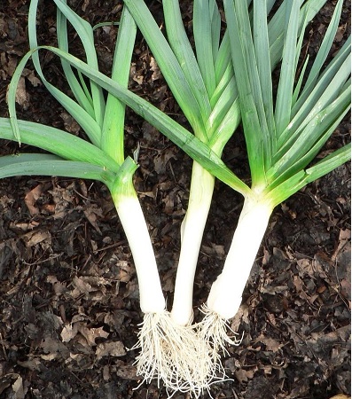 Allium, Leek, Garden Leek Blue Solaize