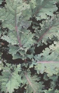 Kale, Collard, Cole Red Winter