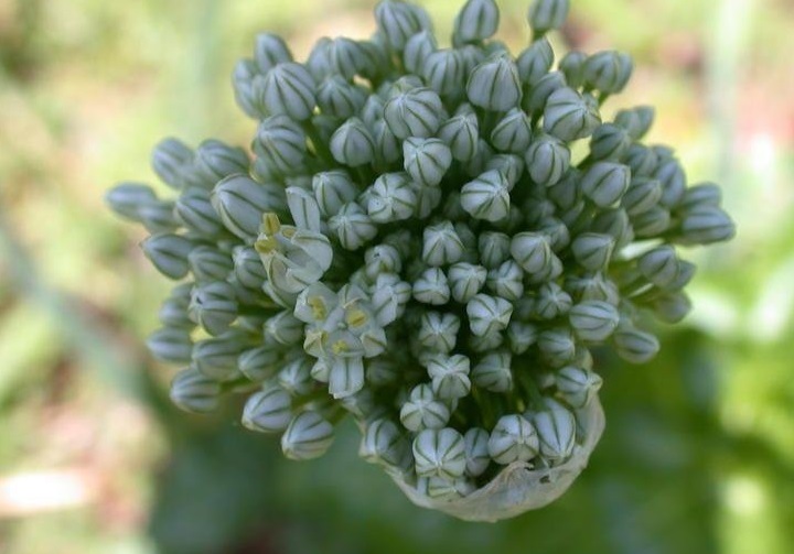 Allium Species, Garden Onion, Edible Onion