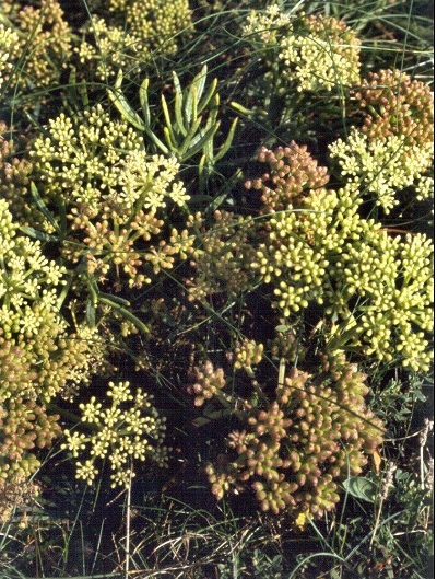 Rock Samphire, Samphire
