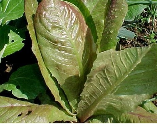 Lettuce, Romaine Lettuce Rouge DHiver