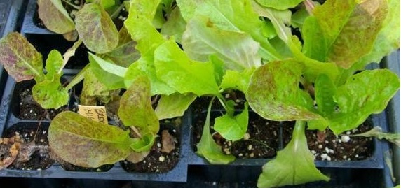 Lettuce, Cos Lettuce Mignonette Bronze