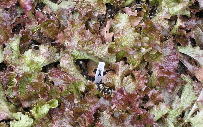 Lettuce, Loose Leaf Lettuce Sunset