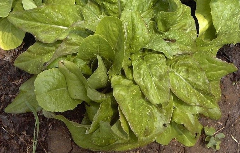 Lettuce, Loose Leaf Lettuce Red Deer Tongue