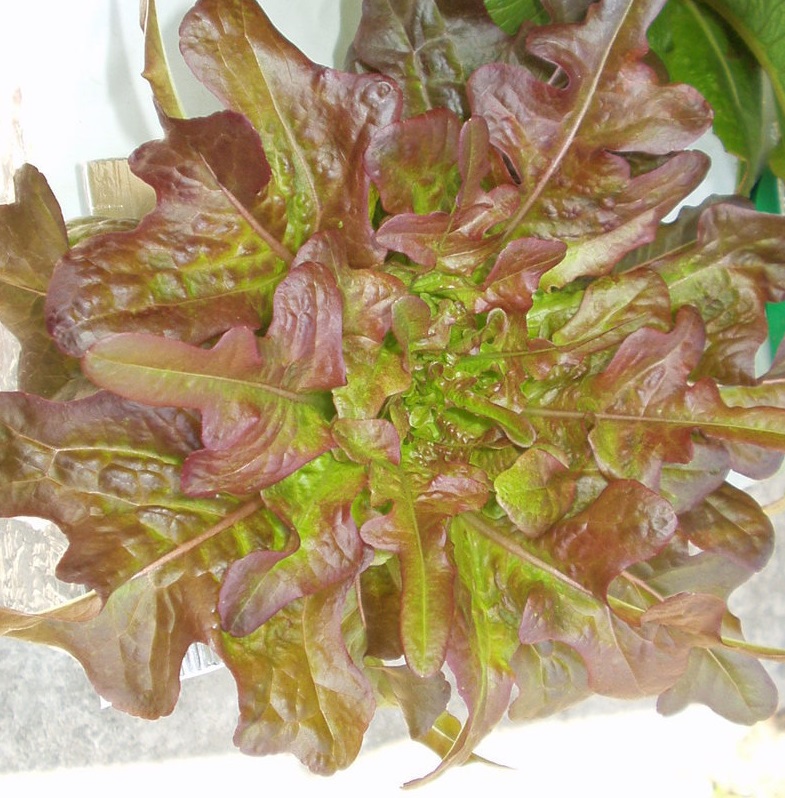 Lettuce, Loose Leaf Lettuce Brunia