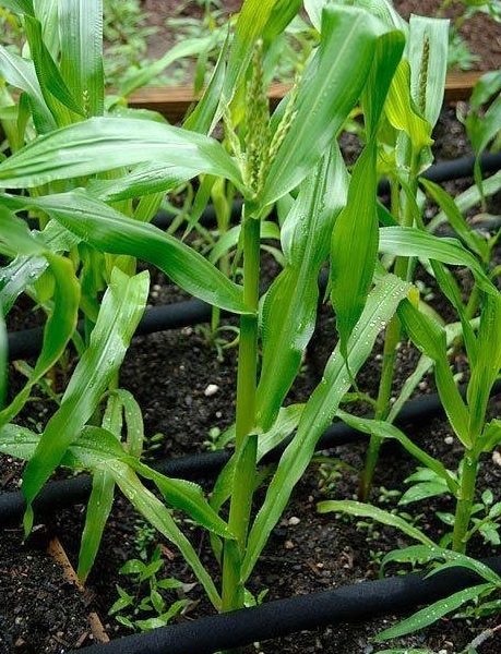 Sweet Corn Orchard Baby