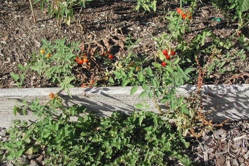 Currant Tomato, Wild Tomato Texas Wild