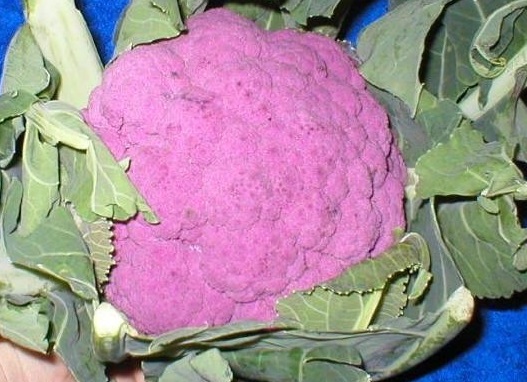 Brassica, Purple Cauliflower Violet Queen