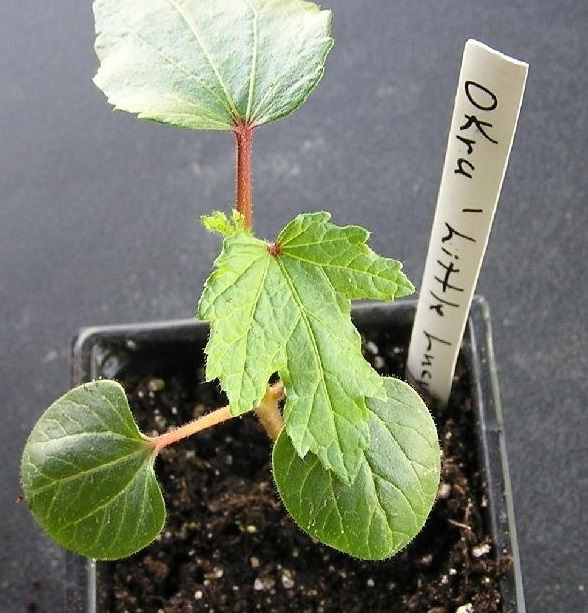 Abelmoschus, Okra Little Lucy