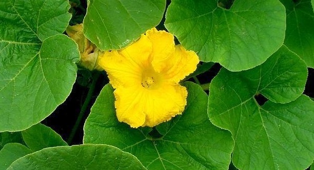 Pumpkin, Winter Squash Big Max