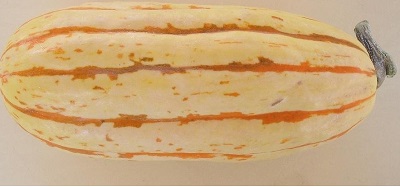Cucurbita, Delicata Squash, Winter Squash Delicata