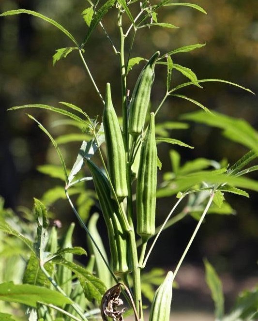 Okra Cowhorn