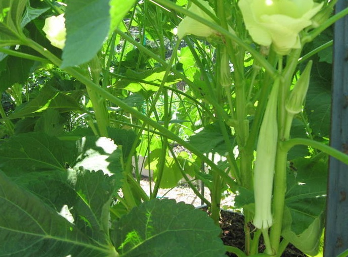 Okra White Velvet